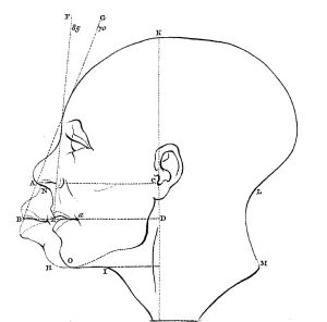 Sketch of a man's profile. In lighter ink, a second, longer jaw is visible along with vertical and horizontal lines measuring the length of the facial features.