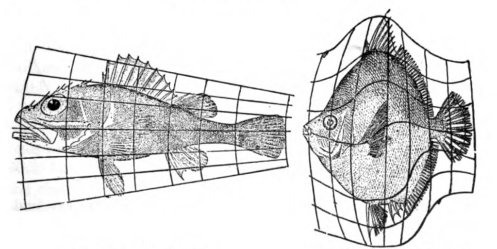 Two sketches of fish wish superimposed grids. One fish is clearly longer, while the other is a rounder fish.